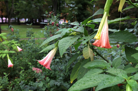 Brugmansia called angels trumpet.large upright white trumpet shape. Poisonous but very beautiful.の写真素材