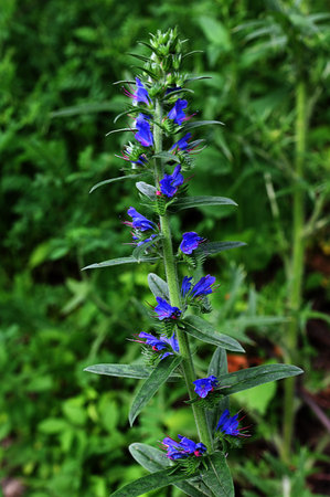 In nature, among the wild herbs bloom Echium vulgare.Purple violet viper's bugloss or Paterson's curse, in the Boraginaceae familyの写真素材