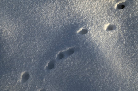 Tracks and tracks of wild animals in the snow in winter.Recognizing animals by paw prints in the...