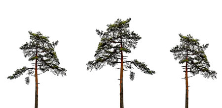 A large pine tree is isolated on a white background with fancy branches and tall trunks in a serene monochrome scene.の写真素材