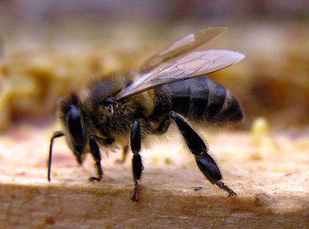 A vibrant close-up of a bee, showing its detailed features against a bright, colorful background.