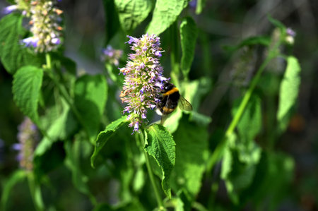 Flower impression, honey bee (Apis), sitting on anise hyssop (Agastache foeniculum).Agastache...