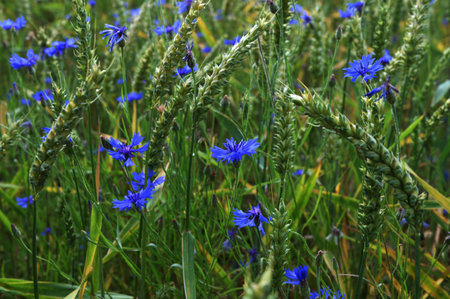 Blue wild cornflower flowers growing in green rye or wheat field all over full frame background.Blue cornflower flowers along edge of wheat field.の写真素材