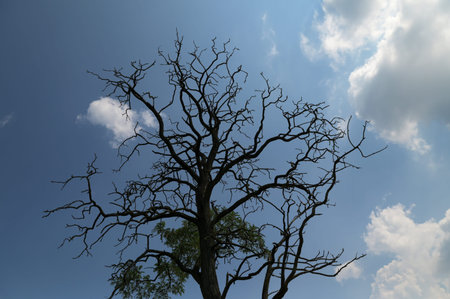 Leafless dry tree branches, black silhouette of the crown of an old oak tree against a white clear...