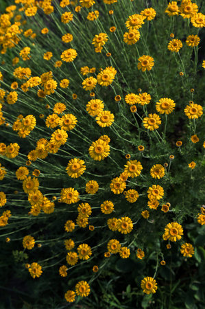 Yellow flowers of wild the golden marguerite, yellow chamomile, or oxeye chamomile (Cota tinctoria, syn. Anthemis tinctoria) or dyer's chamomile, Boston daisy, Paris daisy.の写真素材