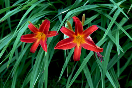 Red daylilies in bloom amid green foliage. Flowering Day-lily flowers (Hemerocallis flower), closeup in the sunny day. Hemerocallis fulva. The beauty of decorative flower in gardenの写真素材
