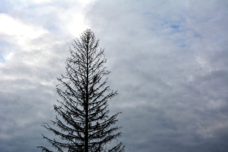 Low Angle View of Pine Leaves Against Cloudy Sky.