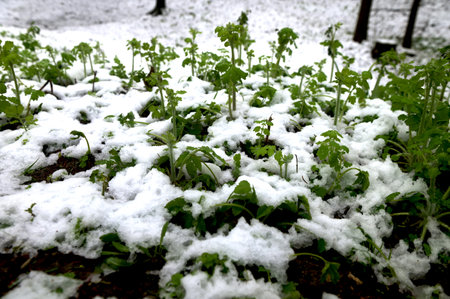 The bright green plants that have begun to grow are covered with a thick layer of snow in April 2025. Natural anomalies and climate change on the planet.の写真素材