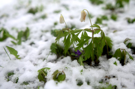 The bright green plants that have begun to grow are covered with a thick layer of snow in April 2025. Natural anomalies and climate change on the planet.の写真素材