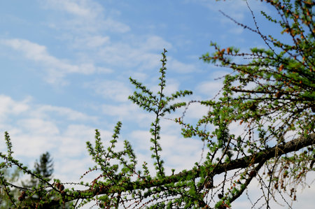 Small cone on a larch tree on rainy day.Branch with young shoots of Siberian larch from the pine...