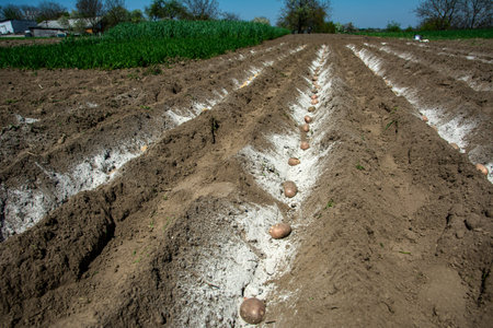 Potato planting in spring.Furrows rows in a plowed field prepared for planting potato crops in spring.A row plowed and sunn with potatoes on chernozem soil.の写真素材