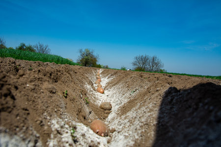 Potato planting in spring.Furrows rows in a plowed field prepared for planting potato crops in spring.A row plowed and sunn with potatoes on chernozem soil.の写真素材