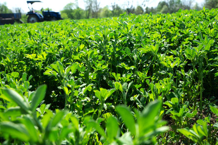 Vibrant green crop ready for harvesting.Alfalfa thickets as a background. Thick field grass.の写真素材