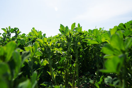Vibrant green crop ready for harvesting.Alfalfa thickets as a background. Thick field grass.の写真素材