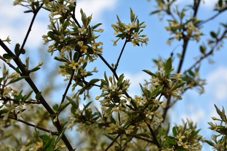 Flowering of small flowers goof many-flowered against the background of foliage, gumi.Flowering cherry elaeagnus shrub (Elaeagnus multiflora)の写真素材