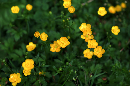 Close-up of Ranunculus repens,The creeping buttercup,Is a flowering plant in the buttercup family...