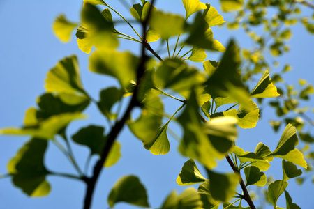 Ginkgo biloba or gingko tree with bright green new leaves after rain against the blue sky. Selective...