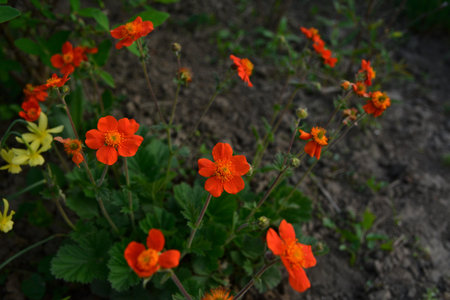 Orange flower of Geum coccineum Scarlet avens blooming in spring garden. Dwarf orange avens, Geum coccineum Feuermeer. Chilean avens or Geum chiloenseの写真素材