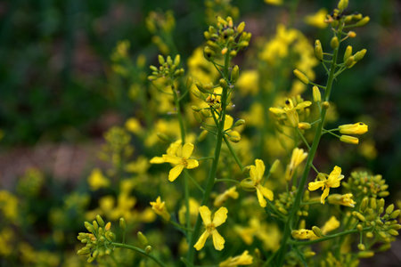 Brassica oleracea var. viridis blooms yellow flowers in the natural garden. Collard is a group of loose-leafed cultivars of Brassica oleracea, the species as vegetables including cabbage and broccoli.の写真素材