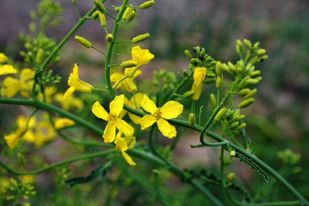 Brassica oleracea var. viridis blooms yellow flowers in the natural garden. Collard is a group of loose-leafed cultivars of Brassica oleracea, the species as vegetables including cabbage and broccoli.の写真素材