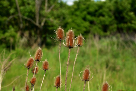 Flowering Wild teasel, Dipsacus fullonum during a summer evening in European wilderness.