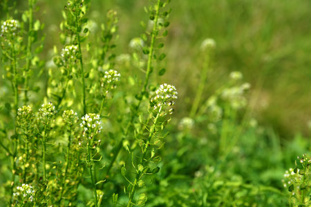 Field pennycress, thlaspi arvense plant in agriculture field. Flower, spring background.The field pennycress (Thlaspi arvense). It is native to Eurasiaの写真素材