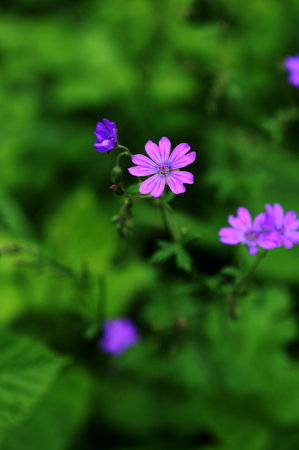 Closeup shot of purple mountain cranesbill flowers, geranium pyrenaicum.Purple hedgerow cranesbill...