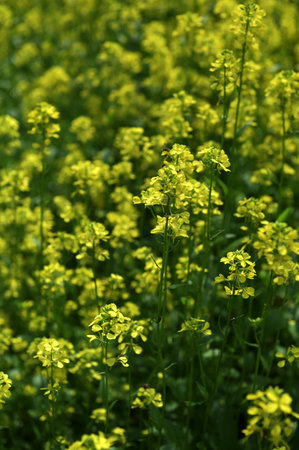 Field with Sinapis arvensis, wild mustard flowers, and their leaves.Mustard grass close-up, beauty of spring. Yellow mustard herbs.の写真素材