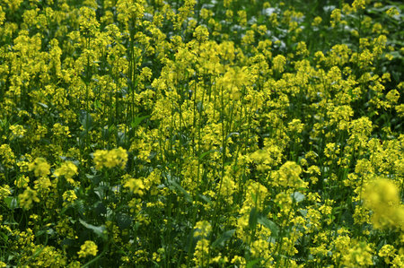 Field with Sinapis arvensis, wild mustard flowers, and their leaves.Mustard grass close-up, beauty of spring. Yellow mustard herbs.の写真素材