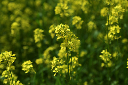 Field with Sinapis arvensis, wild mustard flowers, and their leaves.Mustard grass close-up, beauty of spring. Yellow mustard herbs.の写真素材