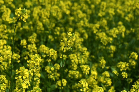 Field with Sinapis arvensis, wild mustard flowers, and their leaves.Mustard grass close-up, beauty...
