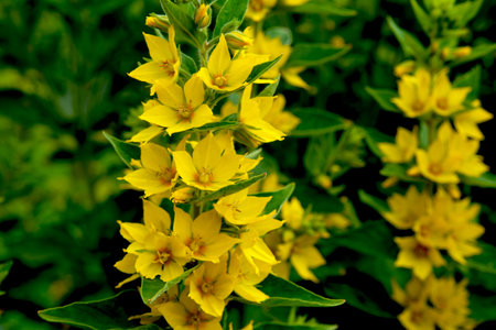 Yellow lysimachia flowers bloom in nature.Bright flowers, belonging to the genus Lysimachia. Each...