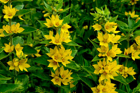 Yellow lysimachia flowers bloom in nature.Bright flowers, belonging to the genus Lysimachia. Each flower has five petals arranged around a central part with reddish-orange hues and prominent stamensの写真素材