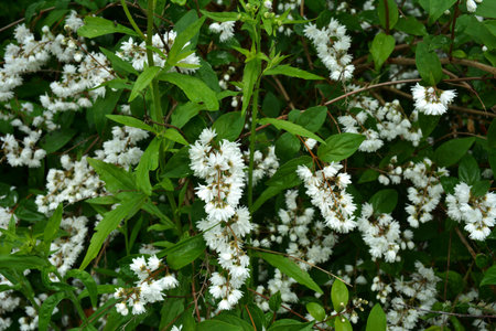 White flowers of blooming Deutzia scabra plant in ornamental garden close up. Family Hydrangeaceaeの写真素材