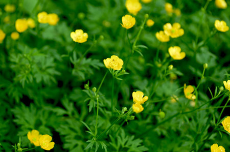 Close-up of Ranunculus repens, the creeping buttercup, is a flowering plant in the buttercup family...