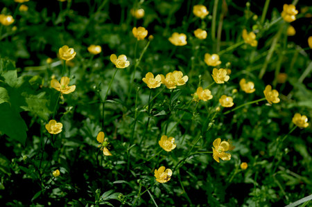 Close-up of Ranunculus repens, the creeping buttercup, is a flowering plant in the buttercup family Ranunculaceae, in the gardenの写真素材