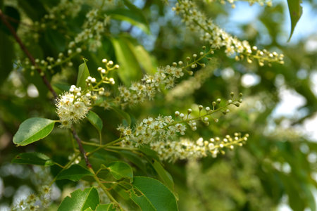 Tree branches with green leaves and flowers of Prunus serotina, commonly called black cherry.