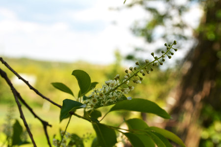 Tree branches with green leaves and flowers of Prunus serotina, commonly called black cherry.の写真素材