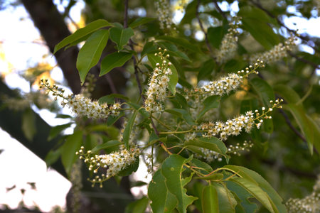 Tree branches with green leaves and flowers of Prunus serotina, commonly called black cherry.