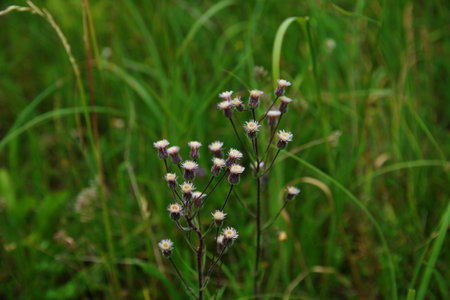 Fluffy heads with ripened seeds of the Blue fleabane (Erigeron acris) plant rise above Wormwood....
