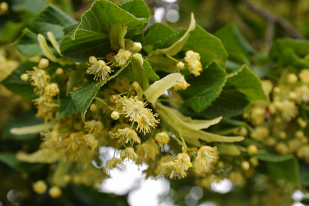 Tilia cordata linden tree branches in bloom, springtime flowering small leaved lime, green leaves in...