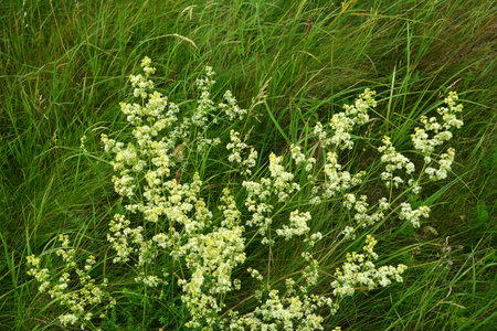 Galium mollugo, common name hedge bedstraw or false baby's breath, is a herbaceous annual plant of...