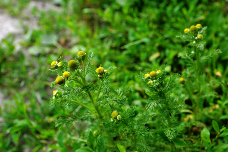 Fragrant chamomile (Matricaria discoidea) grows in nature. Matricaria discoidea, commonly known as...