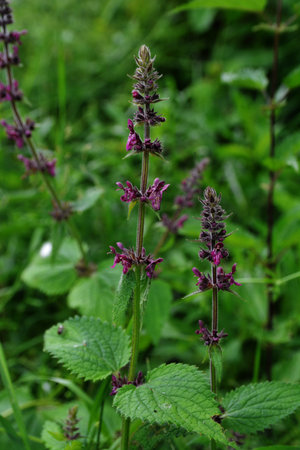 Purple Hedge woundwort flower in the forest, selective focus with green bokeh background - Stachys...