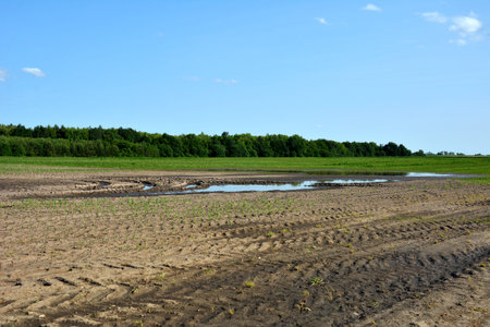 flooding of crops by rain showers.Winter wheat crops are flooded with heavy rainfall. Puddles on the...