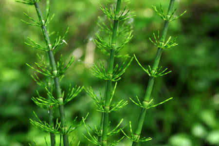 Medicinal plant Equisetum pratense.Leaves of a meadow shady horsetail (Equisetum pratense) as Nature background. Medicinal plant.の写真素材