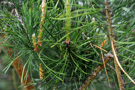 closeup young green pine cones hanging on a branch of pine tree in summer