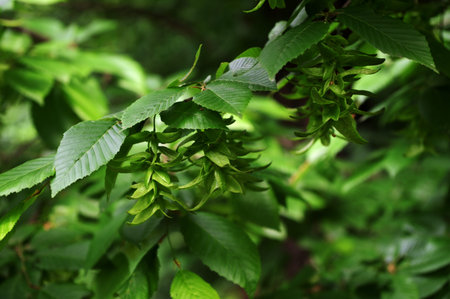Selective focus of Ulmus pumila celer leaves, European hornbeam or carpinus betulus in the garden.
