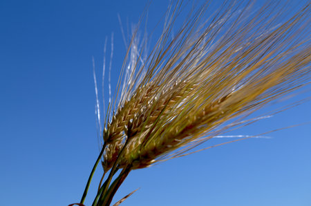 Hordeum vulgare barley tall stem and seeds in golden yellow color before harvesting on the field, ripening agricultural cereal.Barley Field under agitated skyの写真素材