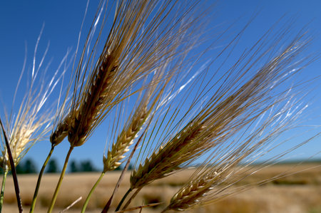 Hordeum vulgare barley tall stem and seeds in golden yellow color before harvesting on the field, ripening agricultural cerealの写真素材